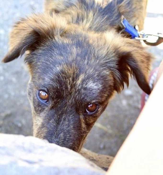 Ein Paar findet auf einem Roadtrip einen einsamen Hund an einer Tankstelle, der Hund bittet sie, ihr zu helfen