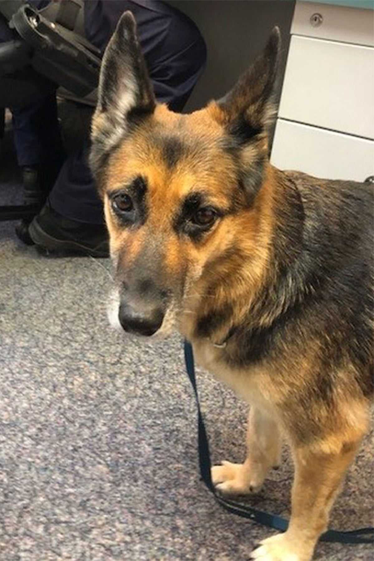 Hund tritt 11 Stunden lang auf Wasser, um den Besitzer zu retten, nachdem sein Boot gesunken ist