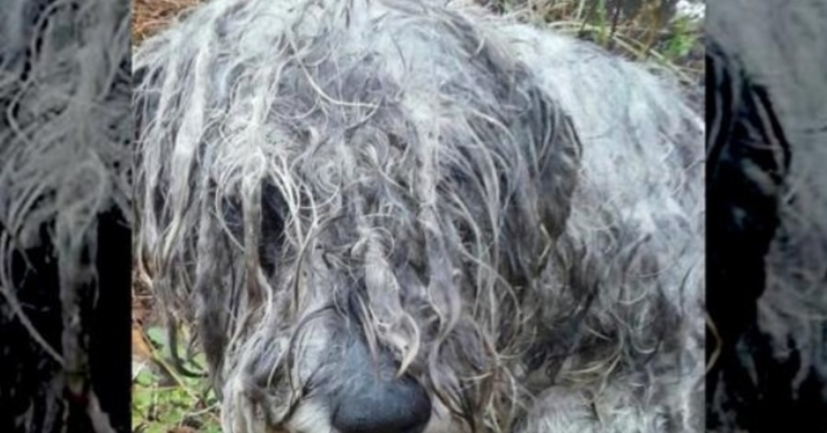 Ein ausgehungerter und missbrauchter Schnauzer wurde an einem Baum auf einem Landstück angebunden gefunden