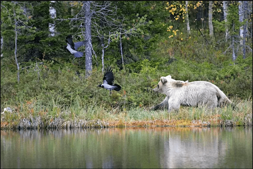 Ein sehr seltener weißer Bär, der von einem Professor des Natural Resources Center mit der Kamera aufgenommen wurde