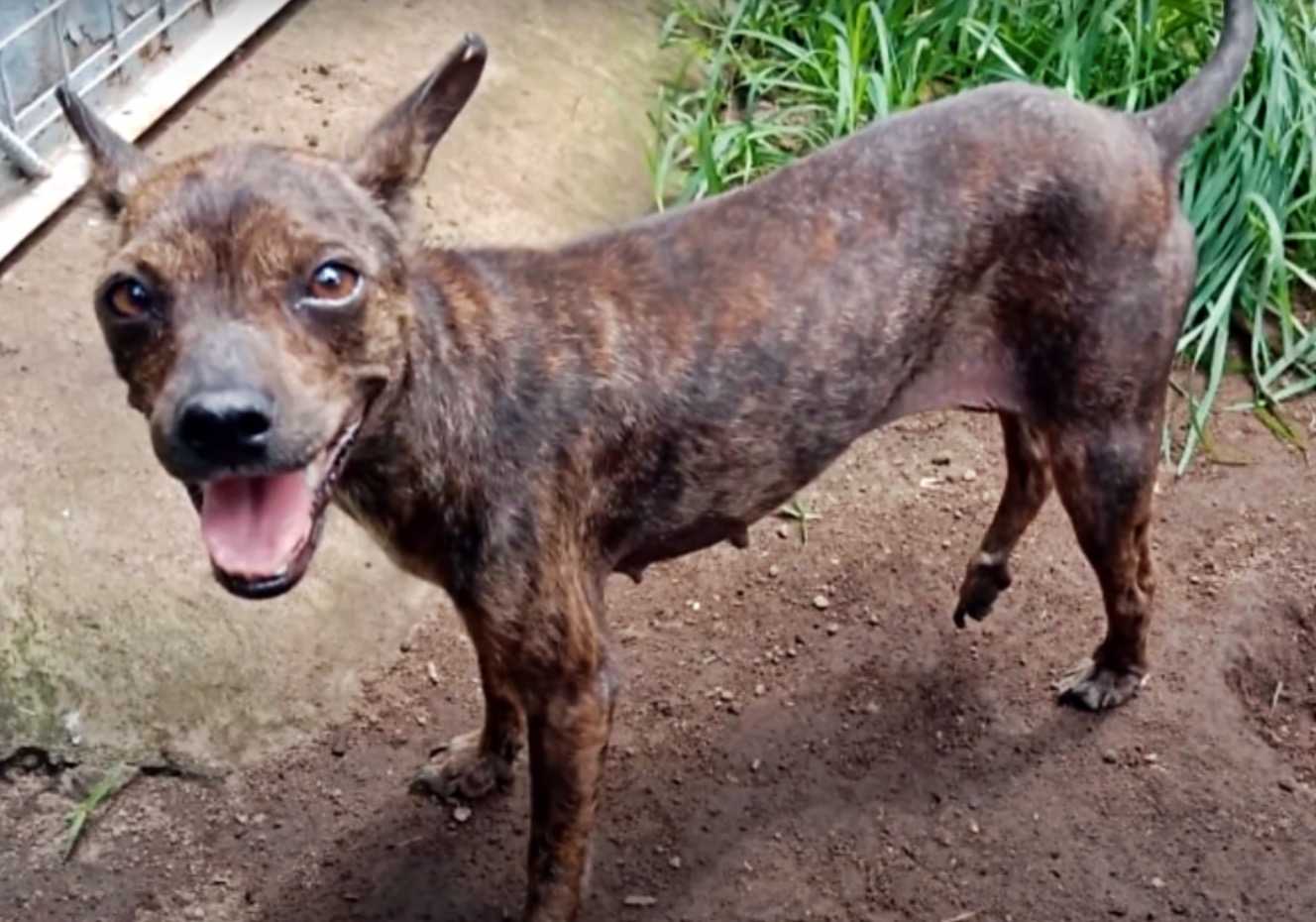 Retter folgen einem hungernden und kranken Streunerhund, bis er auf der Straße zusammenbricht