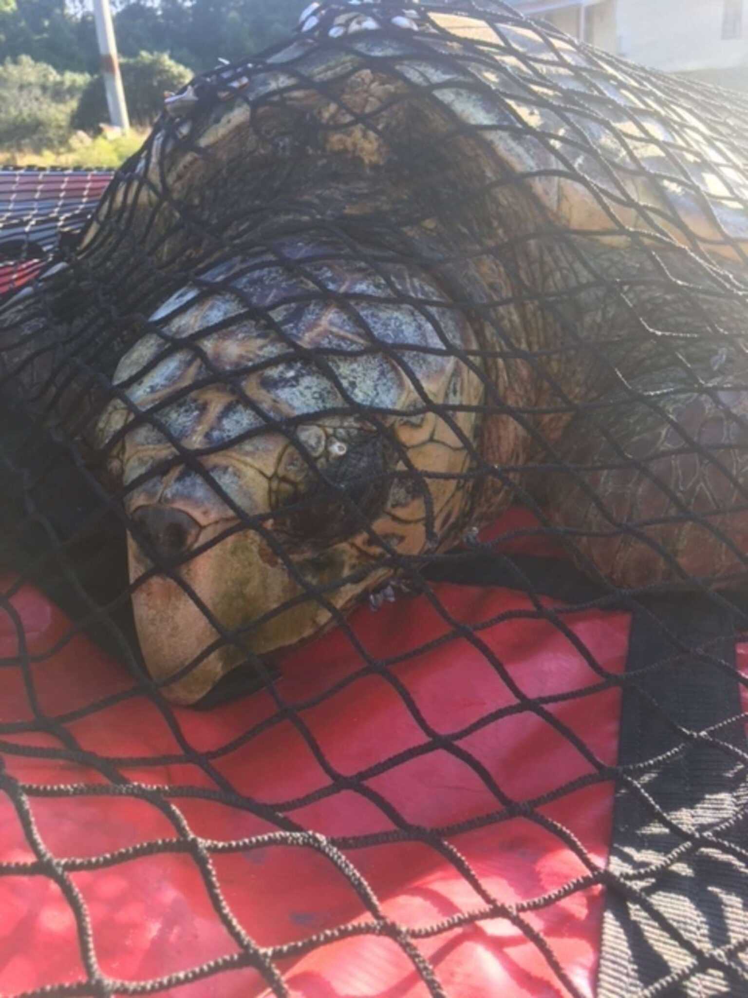 Fischer findet eine Schildkröte, die auf dem Wasser schwimmt und ihren ganzen Körper mit Seepocken bedeckt