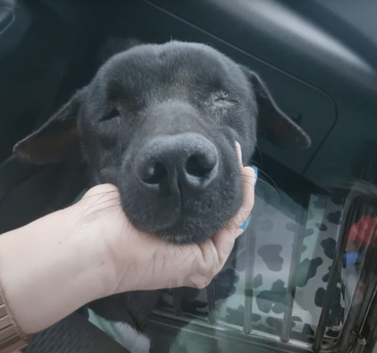 Geblendeter Hund legte sich hin und wartete auf den Himmel, angestrengt aufzustehen, während die Frau brüllte