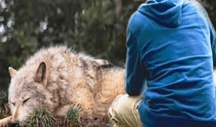 Mann rettet einen in einer Falle gefangenen Wolf, vier Jahre später rettet sie ihm das Leben