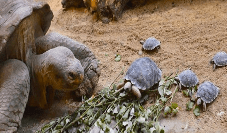 Gefährdete 80-jährige Schildkröte wird zum ersten Mal Mutter