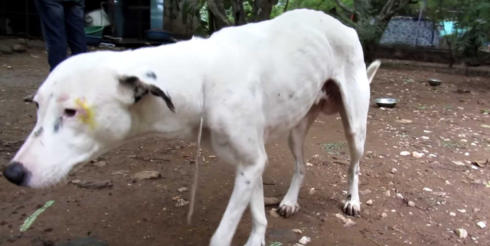 Hund, der in ein leeres Gebäude kriecht, nachdem er alle Hoffnung verloren hat, wird endlich gerettet!