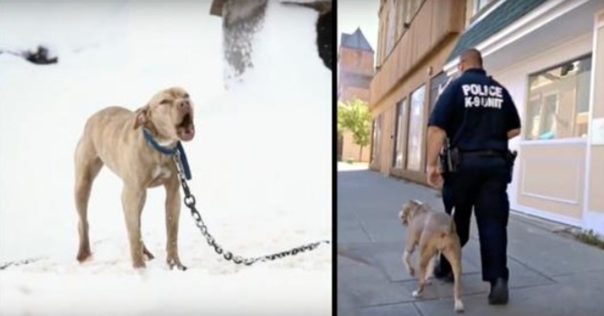 Im Schnee angeketteter Pitbull schrie um Hilfe und ein Polizist gab ihr die Chance ihres Lebens