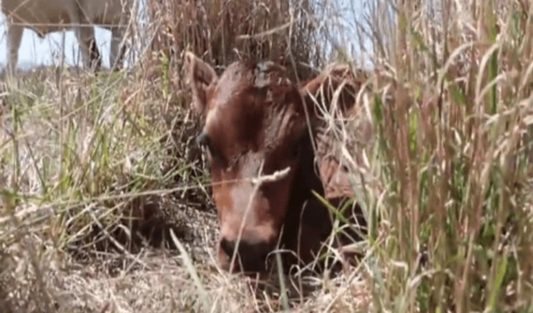 Mutterkuh versteckt weiterhin ihr neugeborenes Kalb, um zu verhindern, dass es weggebracht wird