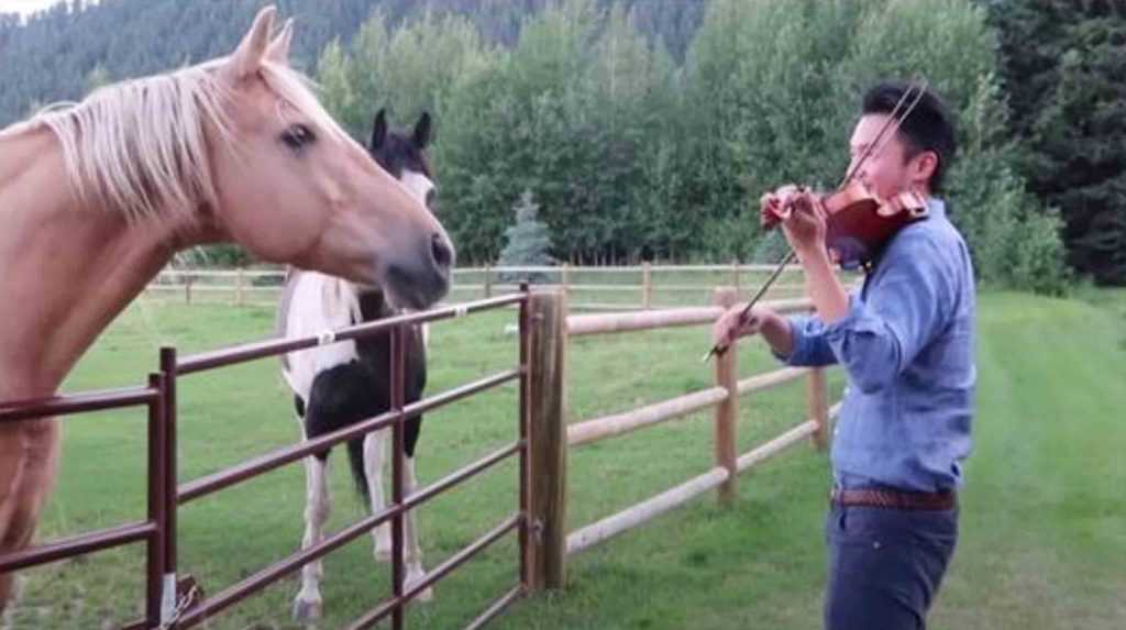 Ein Mann, der Geige spielt, wird von zwei Pferden begleitet, die zu seiner musikalischen Serenade „tanzen“.