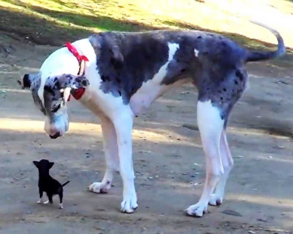 Winziger Welpe entkommt dem Tierheim und versucht, sich mit einem großen Hund anzufreunden