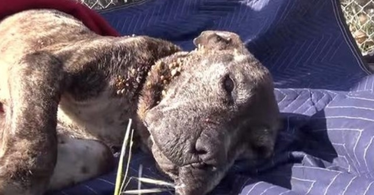 Retter setzen Himmel und Erde in Bewegung, um einen kranken Hund zu retten, der auf einer Brücke zum Sterben zurückgelassen wurde