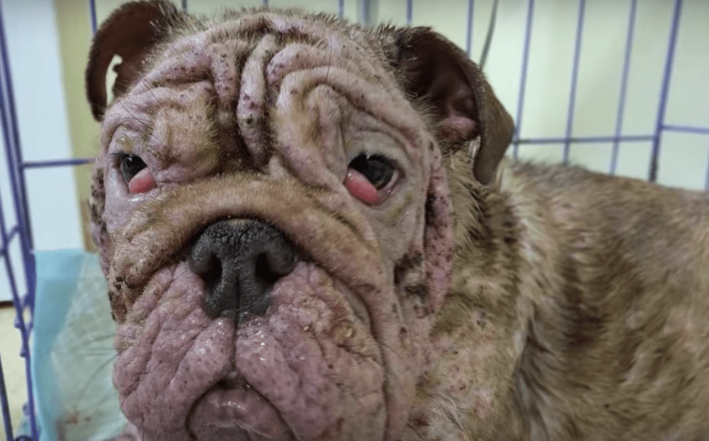 Verlassene Bulldogge gezwungen, mit schwerer Räude auf der Straße zu leben