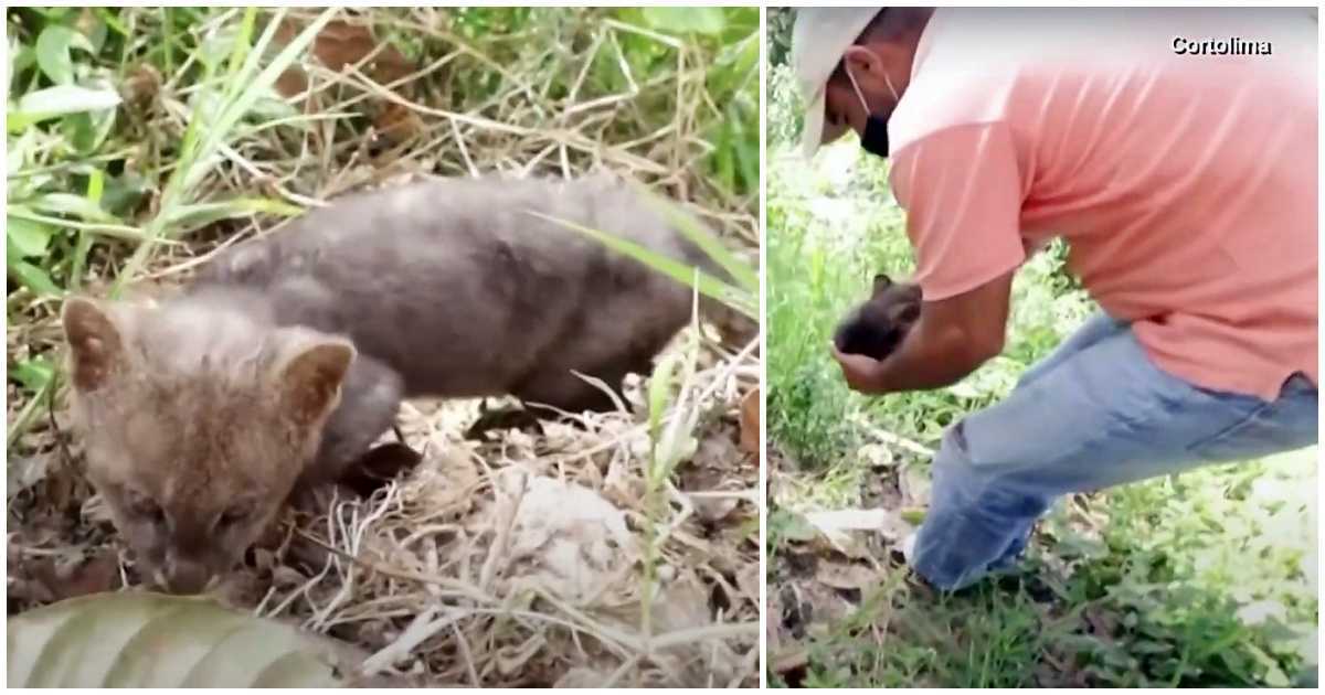 Bauer rettet streunendes „Kätzchen“ vom Straßenrand, Katze wird zum Pumajungen