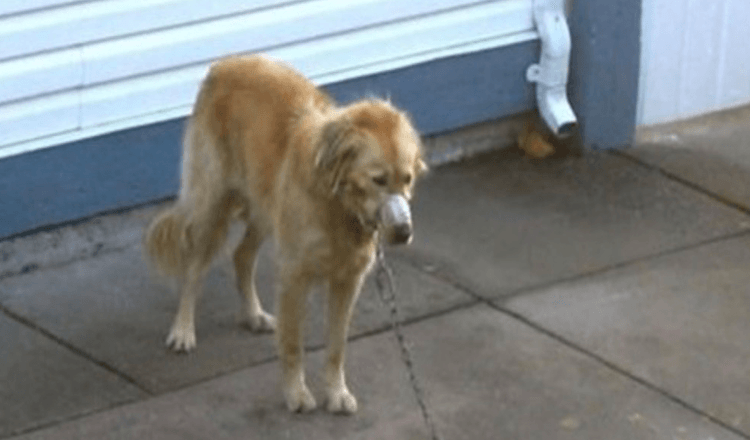 Paar schaut zu, wie der Golden Retriever des Nachbarn vernachlässigt wird, bis sie nicht mehr zuschauen können