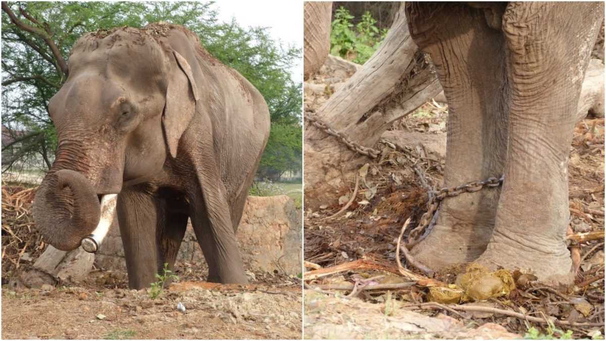 Er wird als der unglücklichste Elefant der Welt bezeichnet und kannte 50 Jahre lang nichts als ein Leben voller Leiden