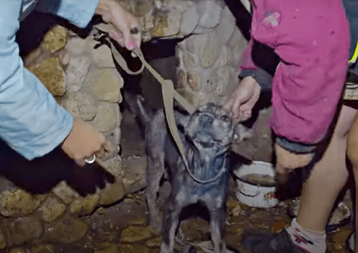 Schwacher Hund, der 5 Jahre lang angekettet war, weinte, als die Retterin ihr Gesicht in ihren Händen hielt